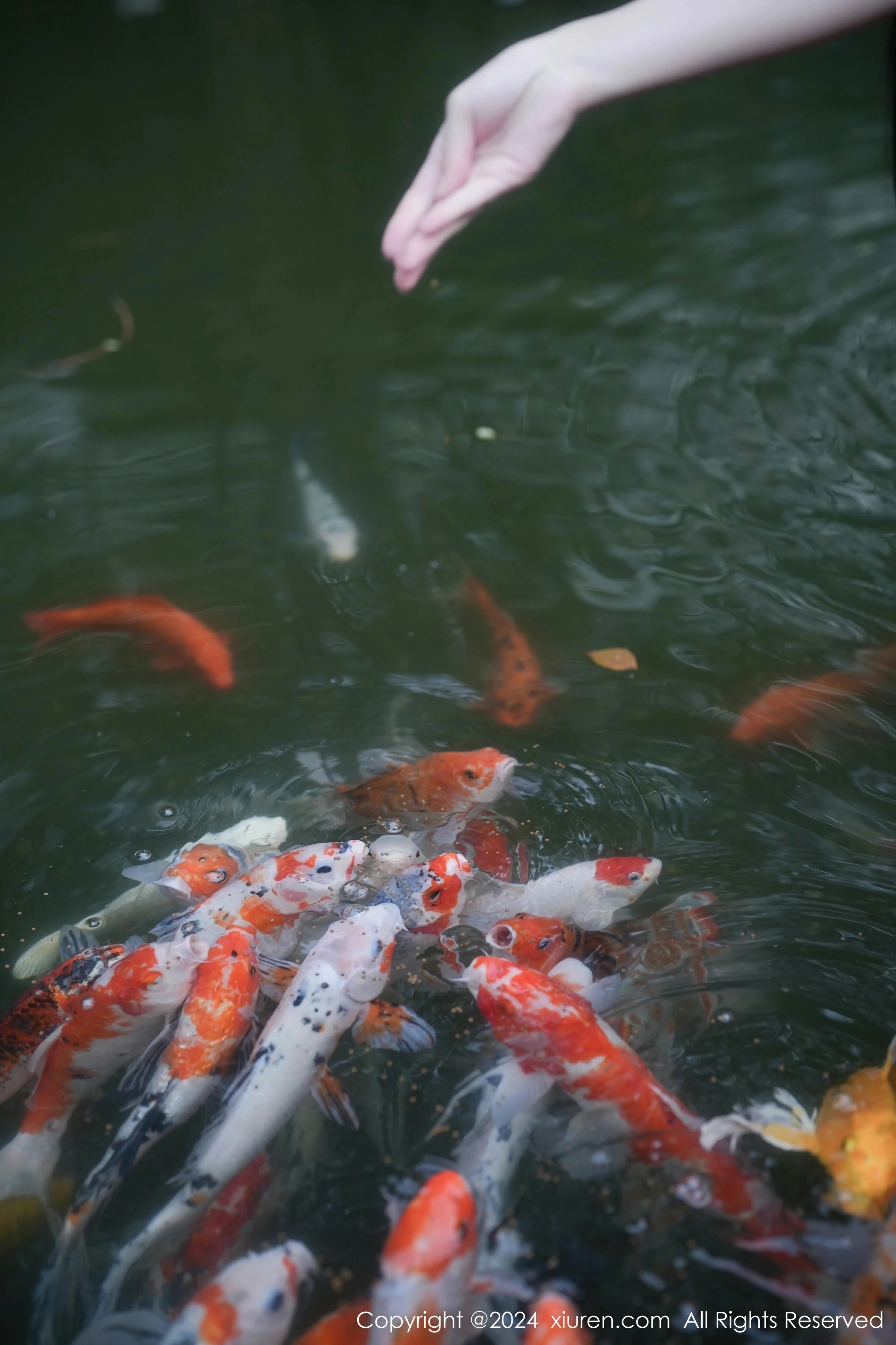  XiuRen 秀人 2024.01.22 No.7996 伊雪儿第8张